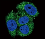 Alkaline Phosphatase Antibody MCF7 IF. Confocal immunofluorescent analysis of Alkaline Phosphatase antibody with MCF-7 cells followed by Alexa Fluor 488-conjugated goat anti-rabbit lgG (green). DAPI was used as a nuclear counterstain (blue).