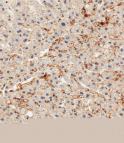 Alkaline Phosphatase Antibody Kidney IHC. Immunohistochemistry staining of FFPE human kidney tissue with Alkaline Phosphatase antibody. HIER: steam section in pH9 EDTA buffer for 20 min and allow to cool prior to staining.
