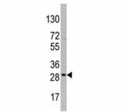 Western blot analysis of CD9 antibody and HepG2 lysate.