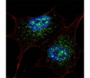 Immunofluorescence analysis of NANOG / Nanog homeobox antibody in human SH-SY5Y cells. Cells stained with NANOG antibody (green) demonstrate predominant nuclear fluorescence with additional cytoplasmic signal. Nuclei are counterstained with DAPI (blue). The staining pattern is consistent with NANOG localization primarily in the nucleus with detectable cytoplasmic distribution under the conditions tested.