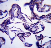 Leptin Antibody Placenta IHC. LEP antibody immunohistochemistry analysis in formalin fixed and paraffin embedded human placenta tissue.
