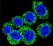 Leptin Antibody HeLa Cell IF. Confocal immunofluorescent analysis of LEP antibody with HeLa cells followed by Alexa Fluor 488-conjugated goat anti-rabbit lgG (green). DAPI was used as a nuclear counterstain (blue).