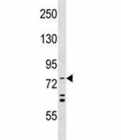 ATG7 antibody western blot analysis in HeLa lysate