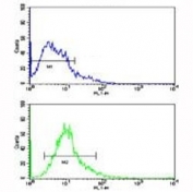 Flow cytometric analysis of Y79 cells using Beclin antibody (bottom histogram) compared to a negative control (top histogram). FITC-conjugated goat-anti-rabbit secondary Ab was used for the analysis.