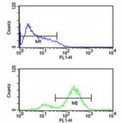 EIF4E antibody flow cytometric analysis of HL-60 cells (bottom histogram) compared to a negative control (top histogram). FITC-conjugated goat-anti-rabbit secondary Ab was used for the analysis.