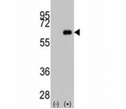 Western blot analysis of anti-c-Myc antibody and 293 cell lysate (2 ug/lane) either nontransfected (Lane 1) or transiently transfected with the MYC gene (2).