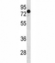 GATAD2A antibody western blot analysis in HeLa lysate