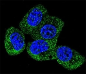 Confocal immunofluorescent analysis of TAU antibody with MCF-7 cells followed by Alexa Fluor 488-conjugated goat anti-rabbit lgG (green). DAPI was used as a nuclear counterstain (blue).