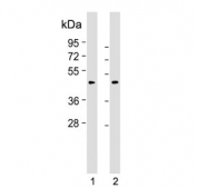 Myostatin Antibody WB. Western blot testing of human 1) HeLa and 2) K562 cell lysate with Myostatin antibody. Predicted molecular weight ~43 kDa.