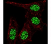 Fluorescent confocal image of HeLa cells stained with KLF4 antibody at 1:100. Note the highly specific localization of the immunoreactivity to the nuclei but not the cytoplasm.