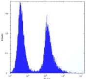 VIM Antibody for FACS. Flow cytometric analysis of human HeLa cells (right histogram) compared to a negative control cell (left histogram). FITC secondary Ab was used.