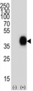 CD38 Antibody human 293T lysate WB. Western blot analysis of CD38 / plasma cell marker expression in human 293T cell lysate using a CD38 antibody diluted at 1:1000. A band is detected at approximately 40â45 kDa, consistent with the predicted molecular weight of CD38, with slight upward shift reflecting glycosylation of this cell surface protein.