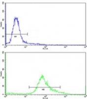 Phosphoglycerate Dehydrogenase Antibody HeLa Cell FACS. Flow cytometry testing of human HeLa cells with Phosphoglycerate Dehydrogenase Antibody. FITC-conjugated goat anti-rabbit IgG was used for detection. Green histogram represents PHGDH antibody staining and blue histogram represents the negative control. Phosphoglycerate Dehydrogenase Antibody / PGDH Antibody demonstrates detection of endogenous PHGDH expression and supports studies of serine biosynthesis, amino acid metabolism and metabolic enzyme regulation pathways.