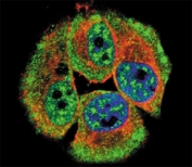 Phospho-ERBB4 (pY1162) Antibody MCF-7 IF. Immunofluorescence analysis of human MCF-7 cells stained with Phospho-ERBB4 (pY1162) Antibody (green) demonstrates cytoplasmic and peripheral membranous signal consistent with activated HER4 / ERBB4 localization, while actin filaments are labeled with phalloidin (red) and nuclei are counterstained with DAPI (blue).