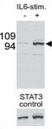 Western blot testing of p-STAT3 antibody and mouse liver tissue/lysate collected before (-) or after (+) stimulation with IL-6 injection in mouse portal vein. Data is kindly provided by Drs. E. Bard-Chapeau and G-S. Feng from the Burnham Institute (La Jolla, CA).