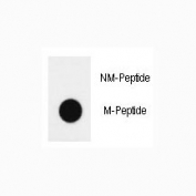 H4 Antibody Methyl-Lys20 Specific DB. Dot blot analysis of histone H4 lysine 20 methylation recognition using H4 Antibody Methyl-Lys20 Specific. Methylated peptide (M-peptide) shows strong signal, while non-methylated peptide (NM-peptide) shows no detectable reactivity. These results demonstrate selective recognition of methylated lysine 20 on histone H4 (HIST1H4), supporting specificity for chromatin compaction-associated methylation.