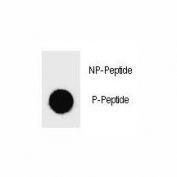 Dot blot analysis of phospho-BAD antibody. 50ng of phos-peptide or nonphos-peptide per dot were spotted.