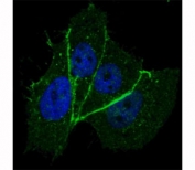 Phospho-ErbB2 (pT1172) Antibody MCF-7 IF. Immunofluorescence analysis of MCF-7 cells using Phospho-ErbB2 (pT1172) Antibody (green) demonstrates prominent membranous staining outlining the cell periphery with additional punctate cytoplasmic signal, consistent with phosphorylated ErbB2 / HER2 localization, while nuclei are counterstained blue.