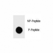 Phospho-ErbB2 (pY1127) Antibody Dot Blot Specificity. Dot blot analysis of Phospho-ErbB2 (pY1127) Antibody demonstrates strong signal for the phosphorylated peptide and no detectable binding to the corresponding non-phosphorylated peptide, confirming phospho-specific recognition of ErbB2 / HER2 at Tyr1127. Approximately 50 ng of phospho-peptide or non-phospho peptide was applied per spot.