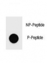 Phospho-PARP1 (Ser177) Antibody Peptide Dot Blot. Dot blot analysis of phospho-specific peptide recognition using Phospho-PARP1 (Ser177) antibody. Fifty nanograms of phosphorylated peptide (P-peptide) or non-phosphorylated peptide (NP-peptide) were spotted per dot. Strong signal is detected with the phosphorylated PARP1 Ser177 peptide, while minimal reactivity is observed with the corresponding non-phosphorylated control peptide, supporting phospho-dependent target recognition specificity.