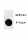 Dot blot analysis of Phospho-PARP1 (T368) Antibody. 50ng of phos-peptide or nonphos-peptide per dot were spotted.