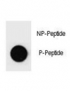 Dot blot analysis of Phospho-PARP1 (pS373) Antibody. 50ng of phos-peptide or nonphos-peptide per dot were spotted.