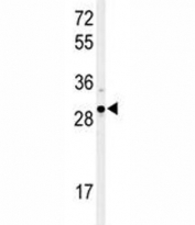 Western blot analysis of XBP1 antibody and Ramos lysate. Predicted molecular weight: ~29 kDa (isoform 1) and ~40 kDa (isoform 2).