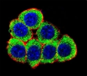 Confocal immunofluorescent analysis of XRCC6 antibody with 293 cells followed by Alexa Fluor 488-conjugated goat anti-rabbit lgG (green). Actin filaments have been labeled with Alexa Fluor 555 Phalloidin (red). DAPI was used to stain the nuclei (blue).