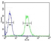XRCC6 antibody flow cytometric analysis of HeLa cells (green) compared to a negative control (blue). FITC-conjugated goat-anti-rabbit secondary Ab was used for the analysis.