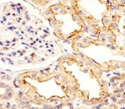 Immunohistochemical analysis of paraffin-embedded human kidney section using ATF6 beta antibody at 1:25.