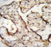 Anti-EGFR antibody immunohistochemistry analysis in formalin fixed and paraffin embedded human placenta tissue.