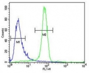 Anti-EGFR antibody flow cytometric analysis of K562 cells (right histogram) compared to a negative control cell (left histogram). FITC-conjugated goat-anti-rabbit secondary Ab was used for the analysis.