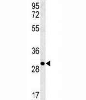 Anti-EpCAM antibody western blot analysis in 293 lysate. Expected molecular weight: ~35 kDa (unmodified), 40-43 kDa (glycosylated).