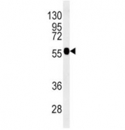 Beta III Tubulin antibody western blot analysis in mouse brain tissue lysate.