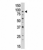 ABCB7 antibody western blot analysis of Jurkat cell lysate