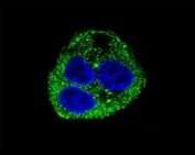 Leptin Antibody HepG2 Cell IF. Confocal immunofluorescent analysis of Leptin antibody with HepG2 cells followed by Alexa Fluor 488-conjugated goat anti-rabbit lgG (green). DAPI was used as a nuclear counterstain (blue).