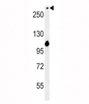 NOTCH3 western blot analysis in mouse NIH3T3 lysate