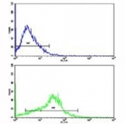 Flow cytometric analysis of HepG2 cells using APP antibody (bottom histogram) compared to a negative control (top histogram). FITC-conjugated goat-anti-rabbit secondary Ab was used for the analysis.