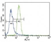 PRKN Antibody Human NCI-H460 Lung Cancer Cell FACS. Flow cytometry analysis of human NCI-H460 lung cancer cells was performed with PRKN Antibody followed by FITC-conjugated goat anti-rabbit secondary antibody. PRKN/Parkin staining (green, right histogram) shows a clear fluorescence shift compared with the negative control (blue, left histogram), demonstrating positive detection of the target protein. This PRKN Antibody demonstrates detection of Parkin RBR E3 ubiquitin ligase in human NCI-H460 lung cancer cells.