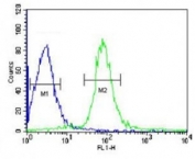 VHL antibody flow cytometric analysis of HepG2 cells (green) compared to a negative control (blue). FITC-conjugated goat-anti-rabbit secondary Ab was used for the analysis.