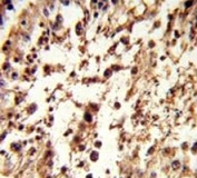 IHC analysis of FFPE human testis tissue stained with TBP antibody
