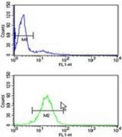 TBP / TATA Binding Protein antibody flow cytometry analysis of HL-60 cells (green) compared to a negative control (blue). FITC-conjugated goat-anti-rabbit secondary Ab was used for the analysis.