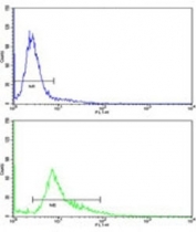 Flow cytometric analysis of 293 cells using WNT4 antibody (green) compared to a negative control (blue). FITC-conjugated goat-anti-rabbit secondary Ab was used for the analysis.