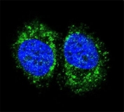 Confocal immunofluorescent analysis of p65 antibody with MCF-7 cells followed by Alexa Fluor 488-conjugated goat anti-rabbit lgG (green). DAPI was used as a nuclear counterstain (blue).