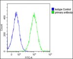 Interleukin-1 Alpha Antibody Detects IL1A in Ramos B Cells FACS. Flow cytometry analysis of fixed and permeabilized human Ramos B cells using Interleukin-1 Alpha Antibody at 1:25 demonstrates a strong rightward fluorescence shift in the antibody-stained population (green) relative to the rabbit IgG1 isotype control (blue). Cells were fixed with 2% paraformaldehyde, permeabilized with 90% methanol for 10 min, blocked with 2% BSA, and incubated with primary antibody for 60 min at 37oC. DyLight 488-conjugated goat anti-rabbit IgG at 1:200 was used for detection. The clear separation of the populations demonstrates intracellular IL1A detection by this IL1A Antibody.
