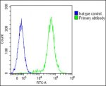 Interleukin-1 Alpha Antibody Detects IL1A in Jurkat T Cells FACS. Flow cytometry analysis of fixed and permeabilized human Jurkat T cells using Interleukin-1 Alpha Antibody at 1:25 demonstrates a strong rightward fluorescence shift in the antibody-stained population (green) relative to the rabbit IgG1 isotype control (blue), with minimal overlap between the populations. Cells were fixed with 2% paraformaldehyde, permeabilized with 90% methanol for 10 min, blocked with 2% BSA, and incubated with primary antibody for 60 min at 37oC. DyLight 488-conjugated goat anti-rabbit IgG at 1:200 was used for detection. The pronounced separation demonstrates intracellular IL1A detection by this IL1A Antibody in Jurkat T cells.