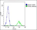 Interleukin-1 Alpha Antibody Detects IL1A in Raji B Cells FACS. Flow cytometry analysis of fixed and permeabilized human Raji B cells using Interleukin-1 Alpha Antibody at 1:25 demonstrates a pronounced rightward fluorescence shift in the antibody-stained population (green) relative to the rabbit IgG1 isotype control (blue), with minimal overlap between the populations. Cells were fixed with 2% paraformaldehyde, permeabilized with 90% methanol for 10 min, blocked with 2% BSA, and incubated with primary antibody for 60 min at 37oC. DyLight 488-conjugated goat anti-rabbit IgG at 1:200 was used for detection. The clear population separation demonstrates intracellular IL1A detection by this IL1A Antibody in Raji B cells.