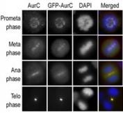 Immunofluorescence staining of HeLa cells expressing GFP-Aurora-C is performed at different cellular mitotic stages with A) Aurora-C antibody, B) GFP fluorescence, C) DAPI nuclear staining, and D) anti-Aurora-C merged to DAPI staining.