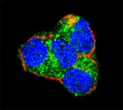 Confocal immunofluorescent analysis of AKT2 antibody with 293 cells followed by Alexa Fluor 488-conjugated goat anti-rabbit lgG (green). Actin filaments have been labeled with Alexa Fluor 555 Phalloidin (red). DAPI was used as a nuclear counterstain (blue).