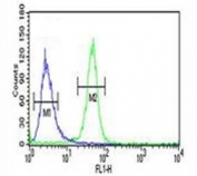 AKT2 antibody flow cytometric analysis of NCI-H460 cells (green) compared to a negative control (blue).